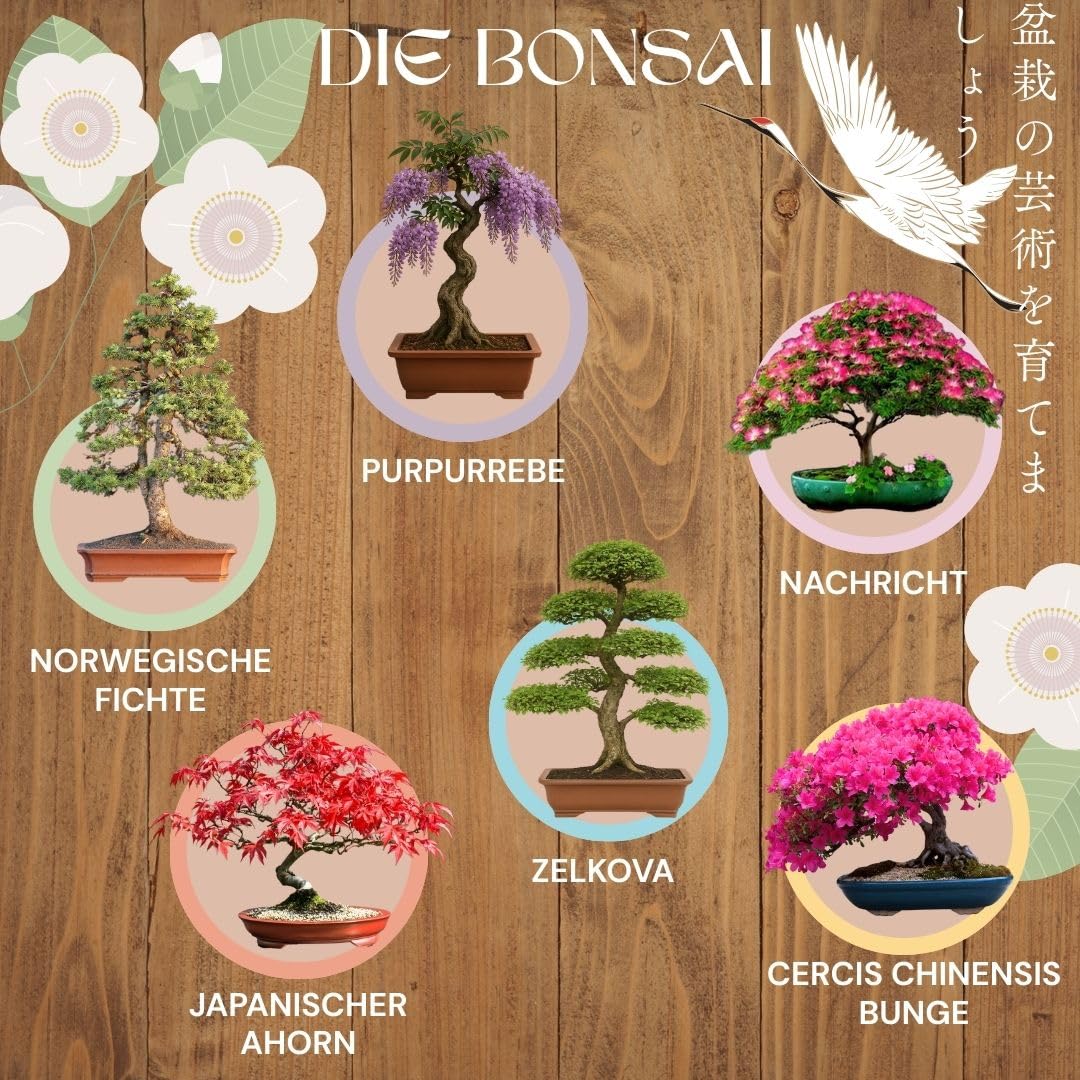 L&G Bonsai Starter Kit  Bonsai Anzuchtset mit 6 wunderschnen, 100%  natrlichen Samen  Komplettes Bonsai Zucht Set mit Zubehr  Pflanzset fr  Anfnger  Bonsai Samen Set, Bonsai Aufzucht Set, Bonsa : Amazon.de: Garten