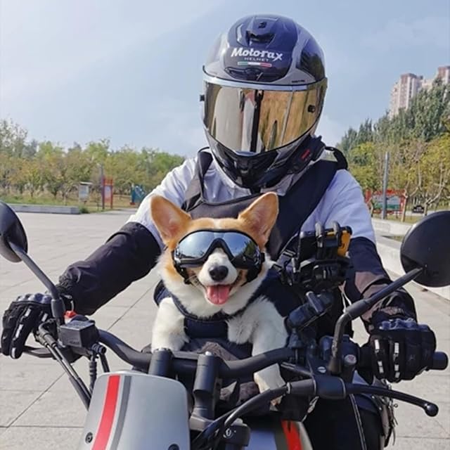Foto 6 de 6 de Gafas de sol para mascotas - Protección UV, diadema elástica ajustable (tamaño pequeño)