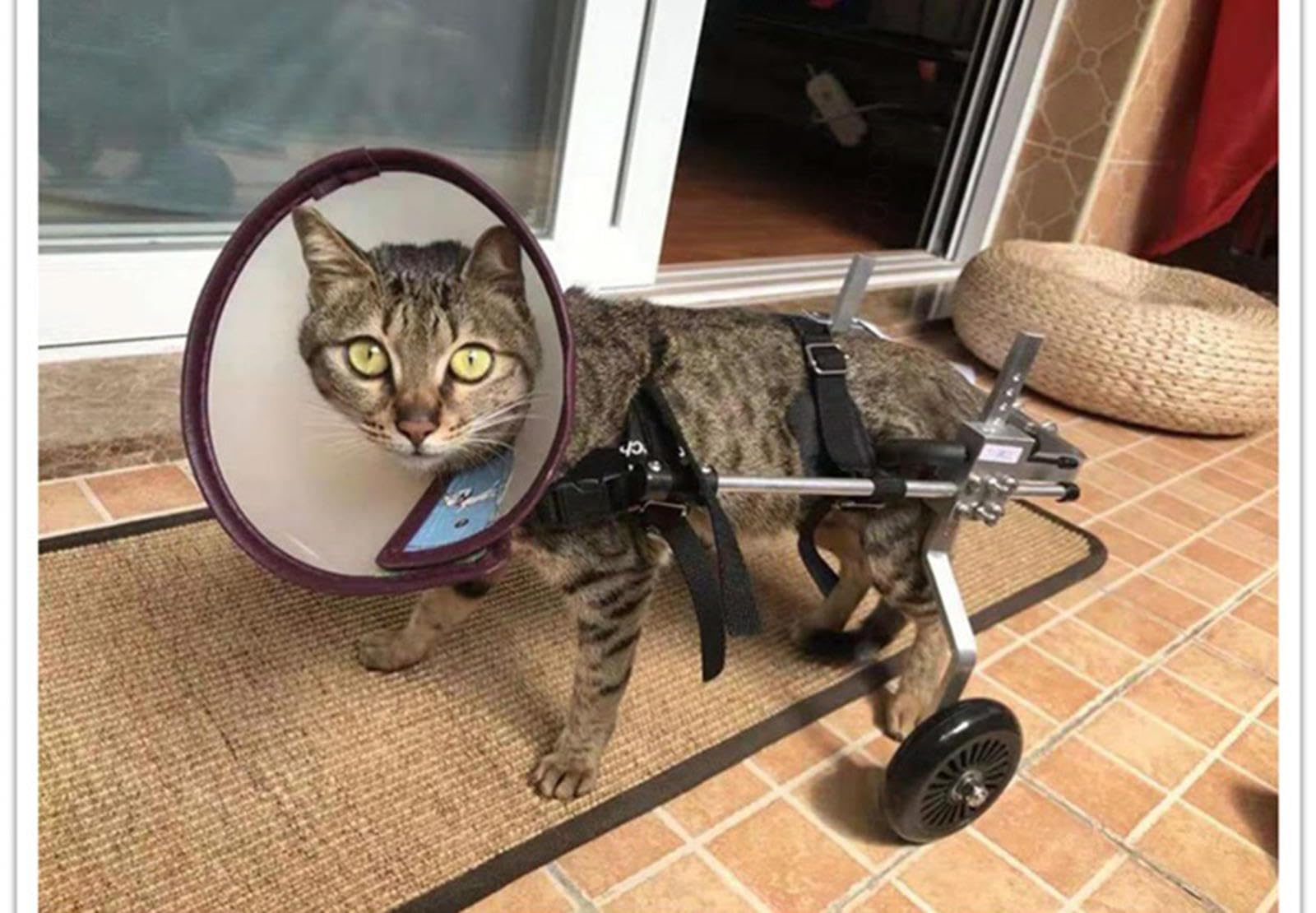 Amazon.co.jp: 猫用車椅子、軽量2輪ペット用車椅子、高齢者