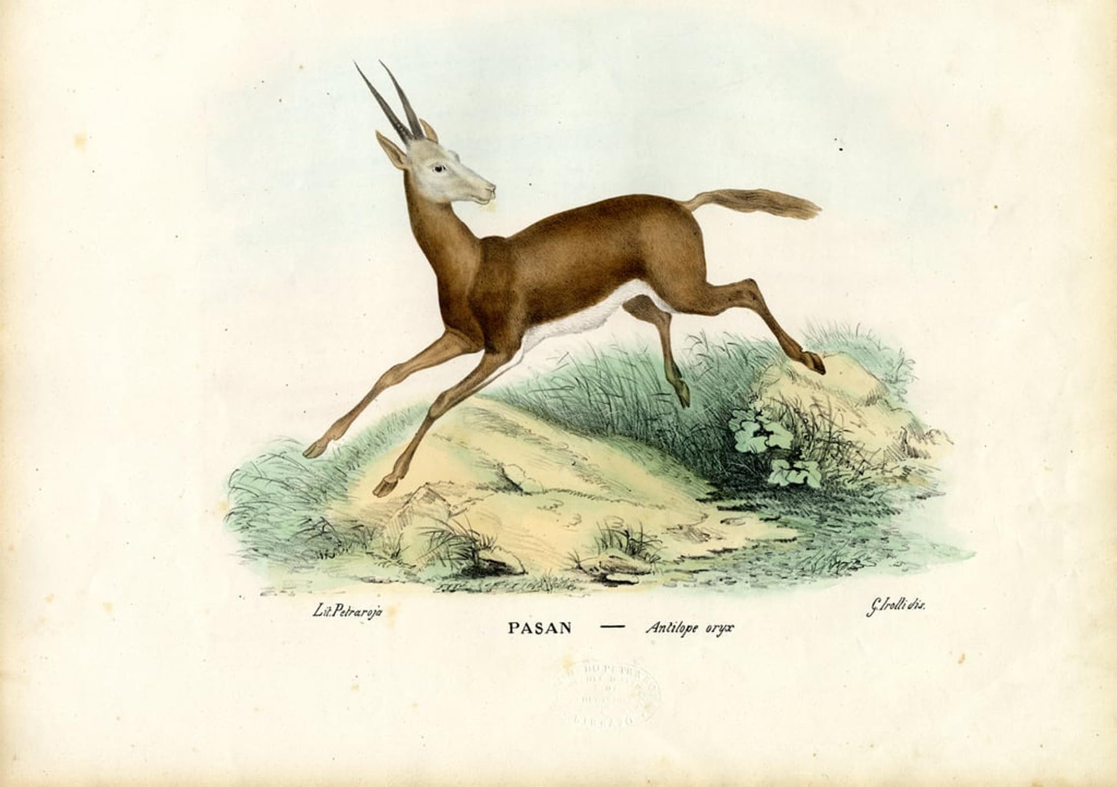 POSTERIIk Famous Animal Posters Vintage Picture Earl Kimberley by Carlo Pellegrini Modern Wall Decor for Home Decor 60x90cm