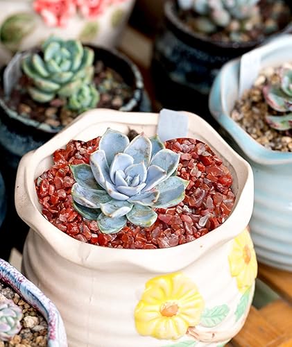 Miniatura 5 de Piedras pulidas rojas de 2.7 libras, piezas trituradas de cristal de cuarzo natural, pequeños trozos de grava, cactus suculento, bonsái, aderezo,