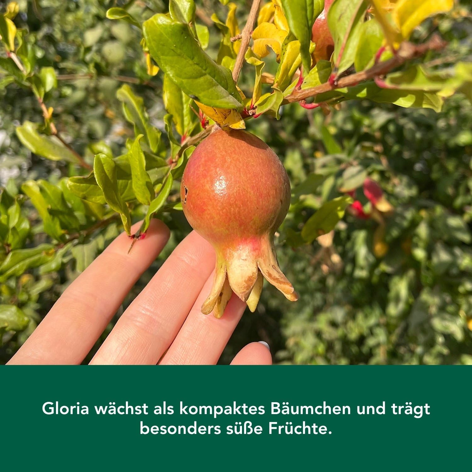 Bloomify® Zwerg Granatapfelbaum "Gloria" | 60 bis 80 cm große winterharte Granatapfel Pflanze | pflegeleichtes Granatapfel Bäumchen für Garten oder Topf | tolle Blüten und Früchte, selbstbefruchtend