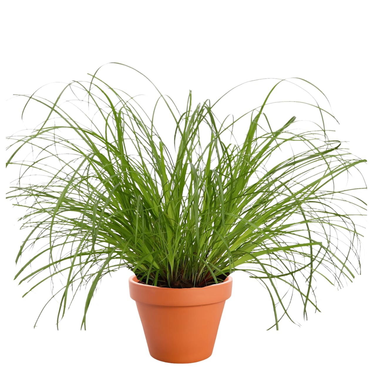 Set di 3 piante "erba gatta", +/- 20 – 30 cm, vaso dal diametro 10 – 15 cm, 3x erba gatta per casa e ufficio, atossica e adatta agli animali, qualità dal professionista delle piante, spedizione rapida
