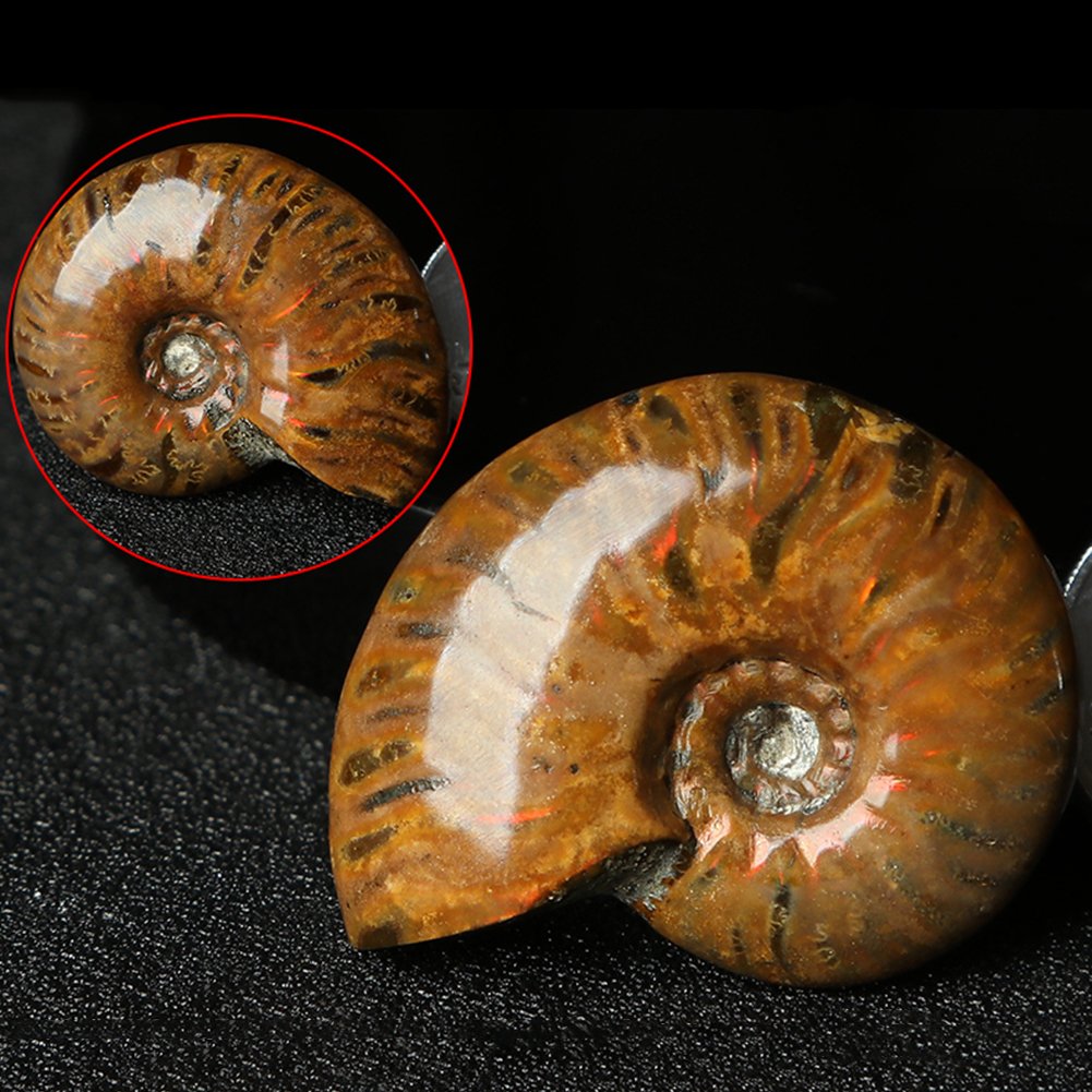 AITELEI Lucky Fortune Espiral Ammolita Natural Amonita Fósil Pure Natural Artesanía Piezas de Caracola, Piedra Fósil Jugada en Palmas