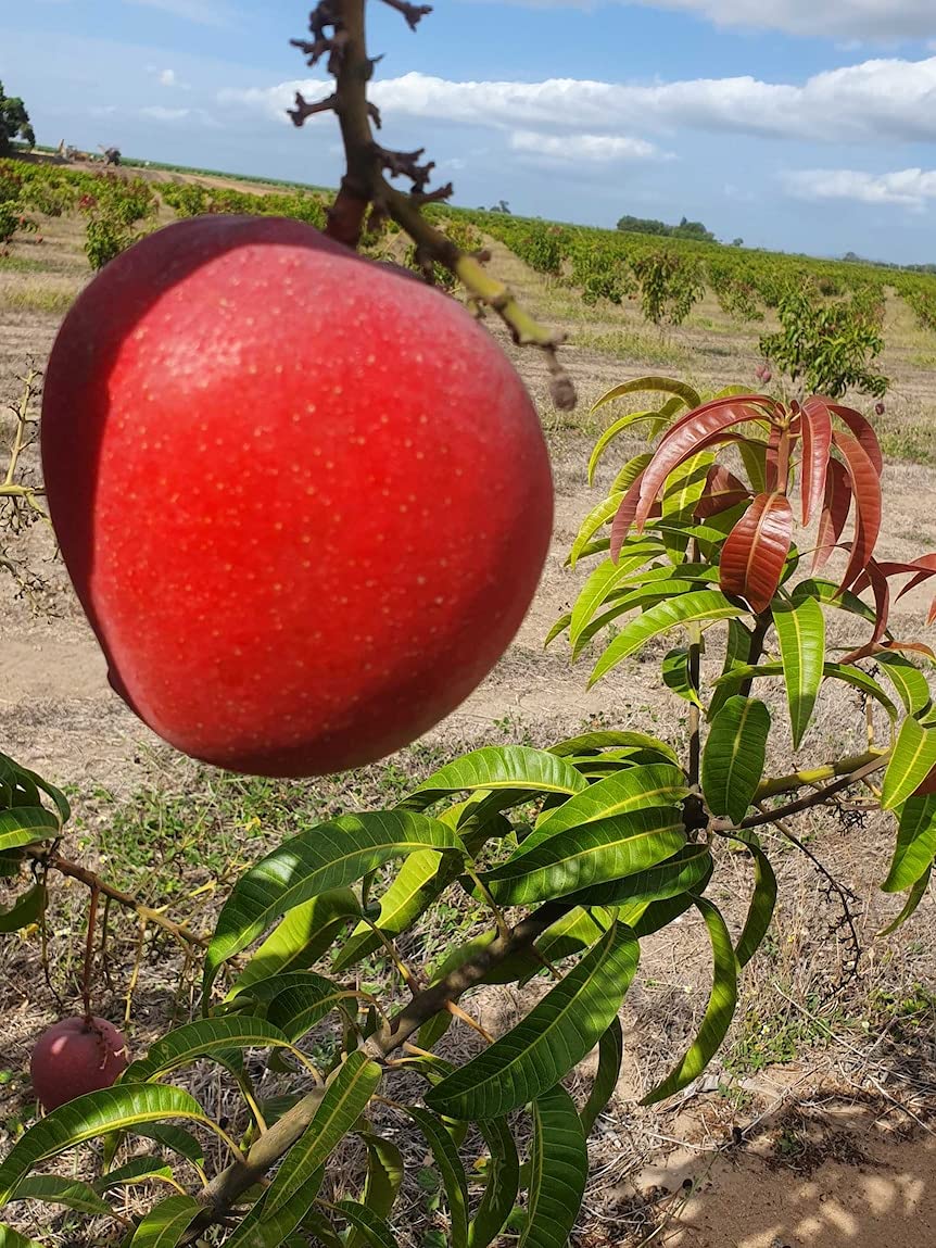 See full amazon price history chart for NurseryLive Rare " R2E2 " Mango Hybrid 1 Healthy Live Plant ( Grafted Plant- 2 Feet Height) NurseryLive Rare " R2E2 " Mango Hybrid 1 Healthy Live Plant ( Grafted Plant- 2 Feet Height) (B09JYNH67W) Amazon Price History, Amazon Price Tracker