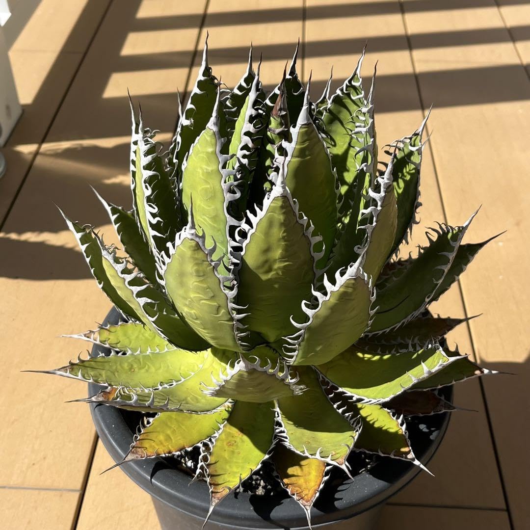 アガベ　ホリダ　大株　サボテン　ドライガーデン　ユッカ　アロエ アガベ ホリダ 大株 サボテン ドライガーデン ユッカ アロエ