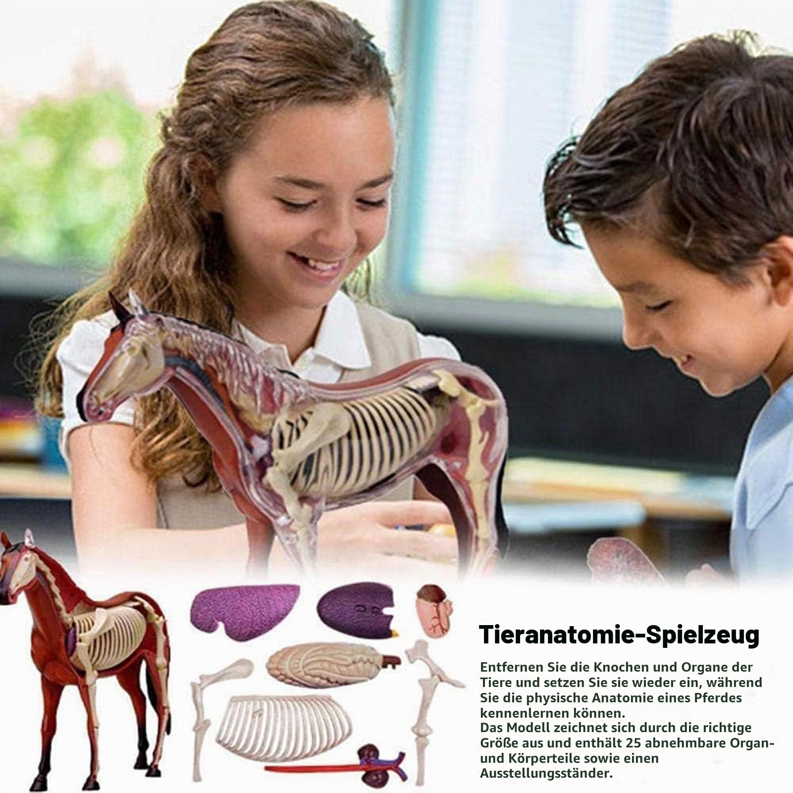 Generisch 4D Pferd Anatomie Modell - Tier Skelett Probe, abnehmbare Biologie, 26 Teile für Pet Clinic Tierarzt AusbildungSchule Lehre