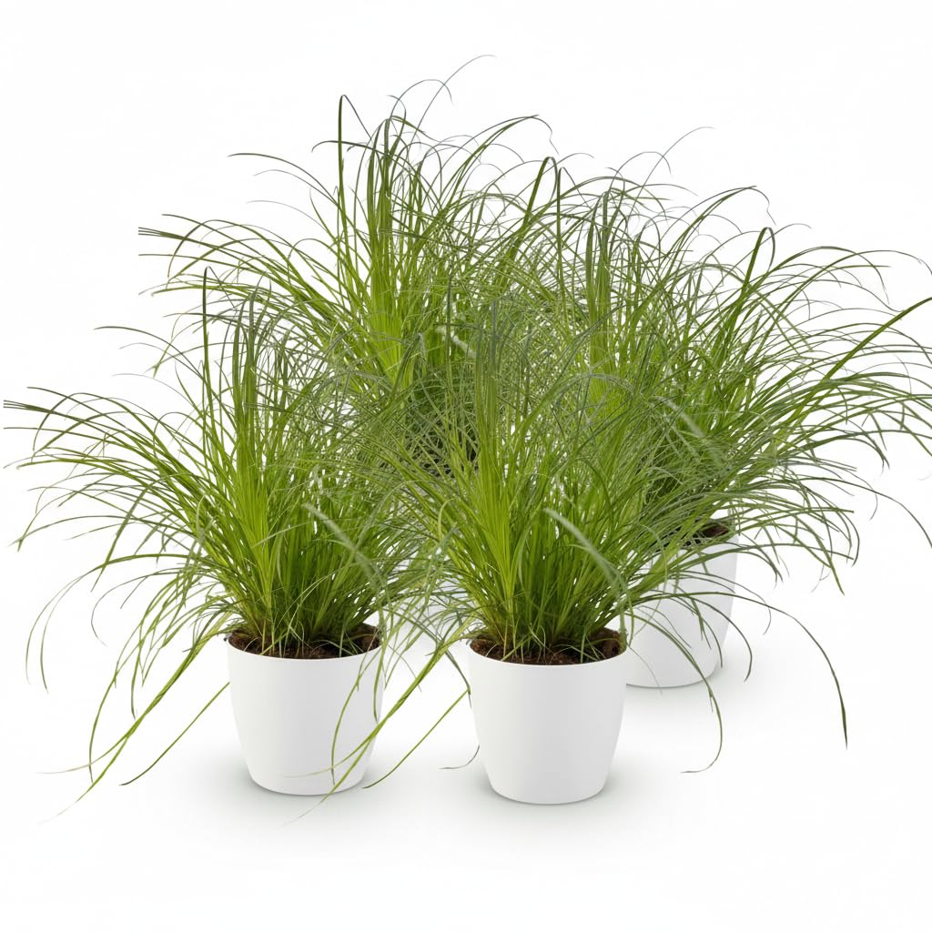 Erba Gatta Cyperus Zumula, Verde, Set da 4 con Vaso 12cm, Altezza 20cm