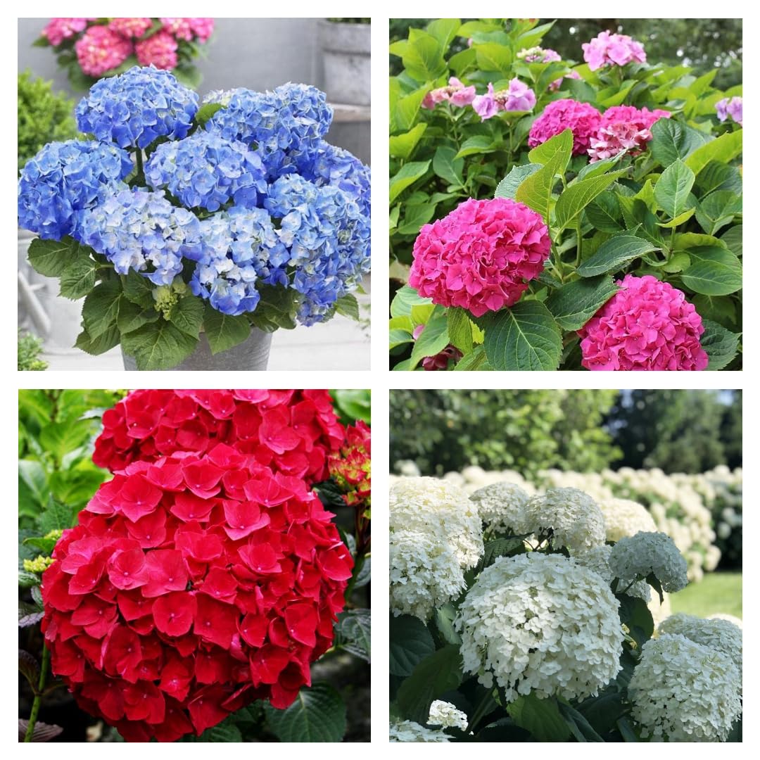 See full amazon price history chart for Red Hydrangea Flower Plant, Blue Hydrangea Flower Plant, Pink Hydrangea Flower Plant, White Hydrangea Flower Live Plant (Original Variety In Origin India Pack Of-4) Healthy Plant With- Pepper Bag Red Hydrangea Flower Plant, Blue Hydrangea Flower Plant, Pink Hydrangea Flower Plant, White Hydrangea Flower Live Plant (Original Variety In Origin India Pack Of-4) Healthy Plant With- Pepper Bag (B0D1K42B2W) Amazon Price History, Amazon Price Tracker