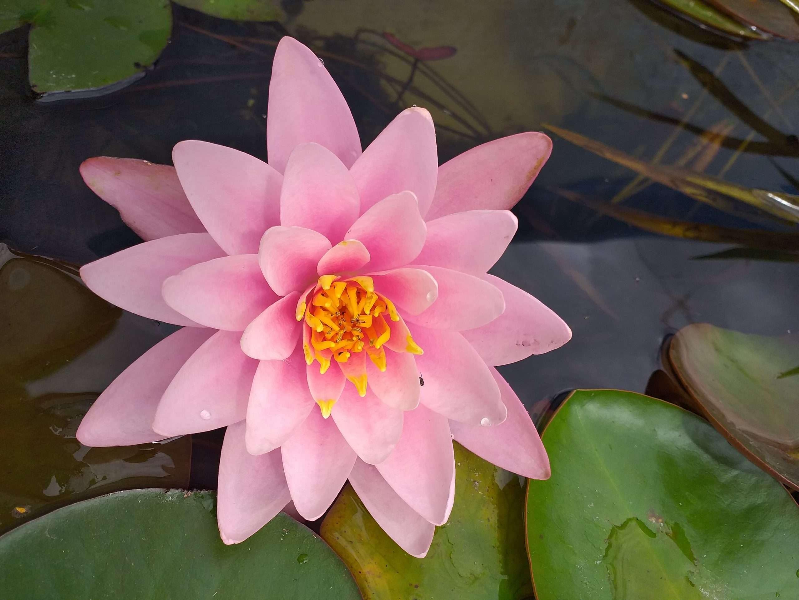 Lincolnshire Pond Plants Ltd - Fabiola Water Lily - Pond Plants - MW06-Kit