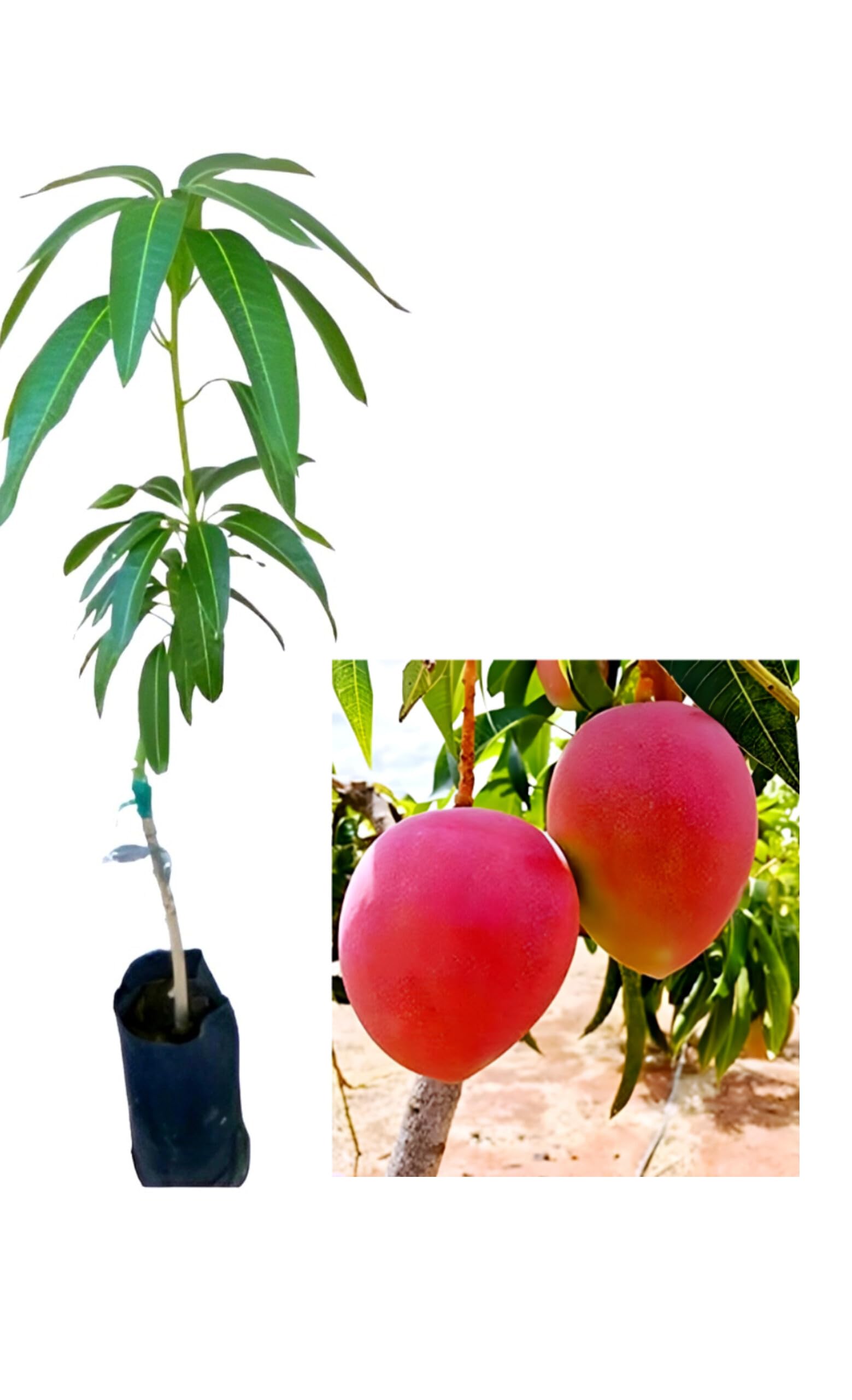 BUBLIX Most Expensive Grafted Live Egg Sun Japanese Miyazaki Mango Fruit Plant Fresh Natural Quality, Healthy & Delicious, Perfect Taste For Home Garden Outdoor Tree-image-47