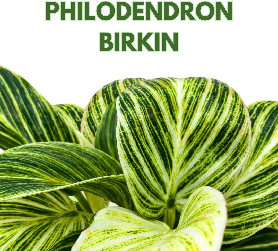 BubbleBlooms Philodendron Birkin Variegated 4 inch