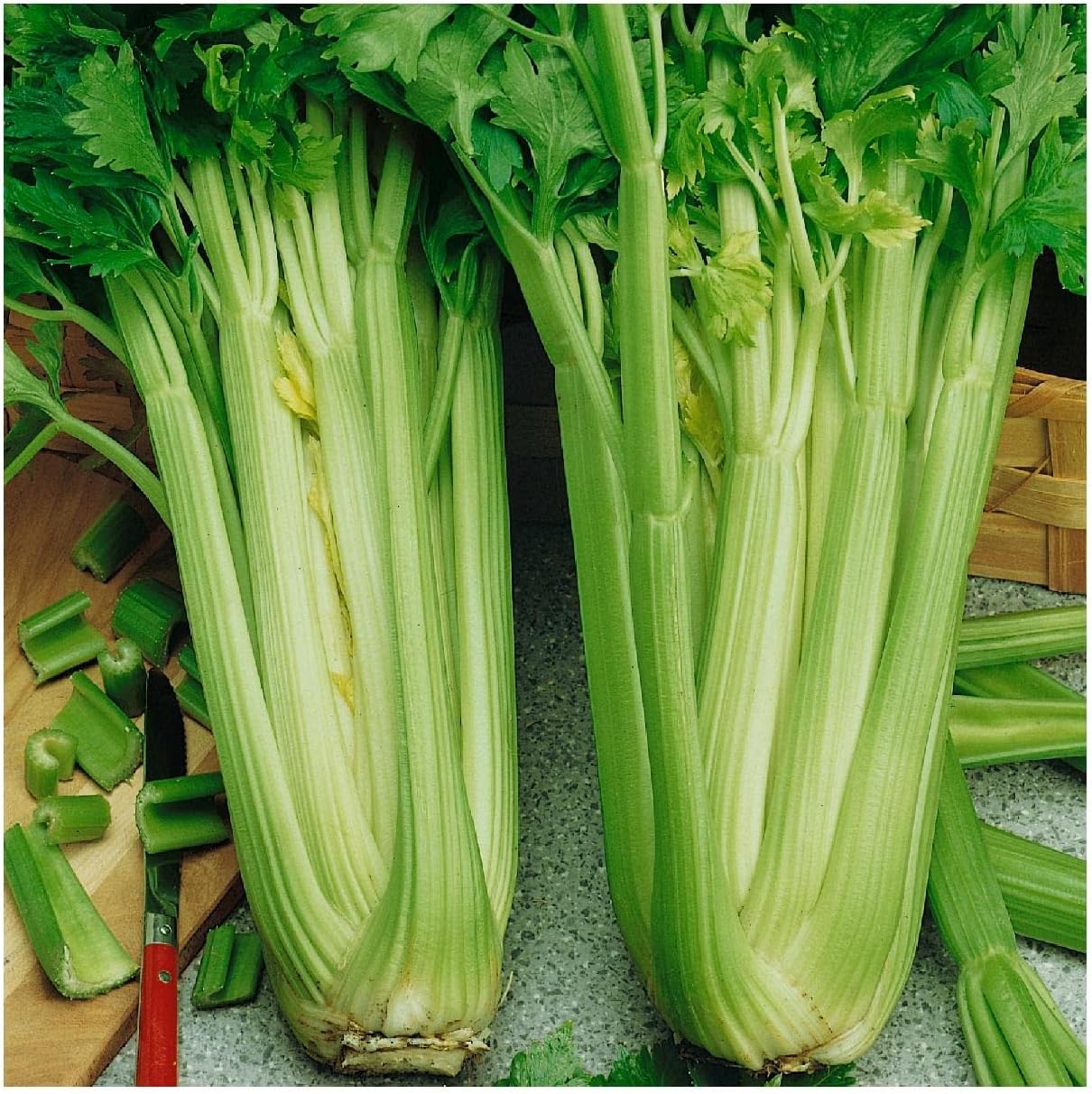 Everwilde Farms - 1 Lb Tall Utah Celery Seeds - Gold Vault