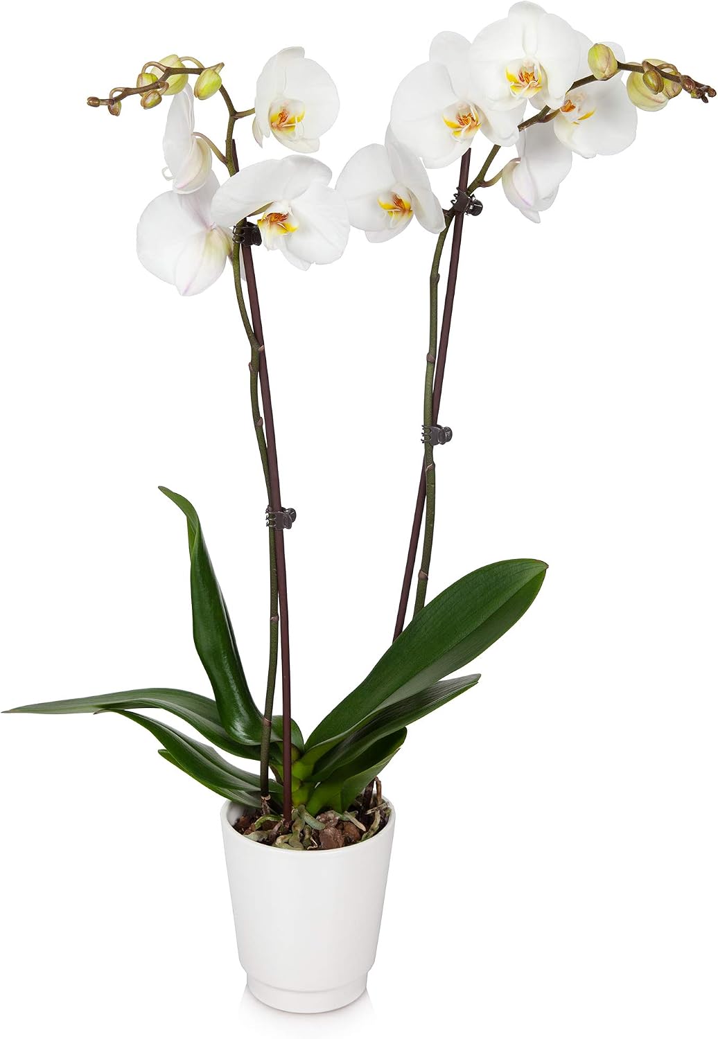 Just Add Ice® JAI244 Classic Orchid Easy Care Live Plants, 5” Diameter, White