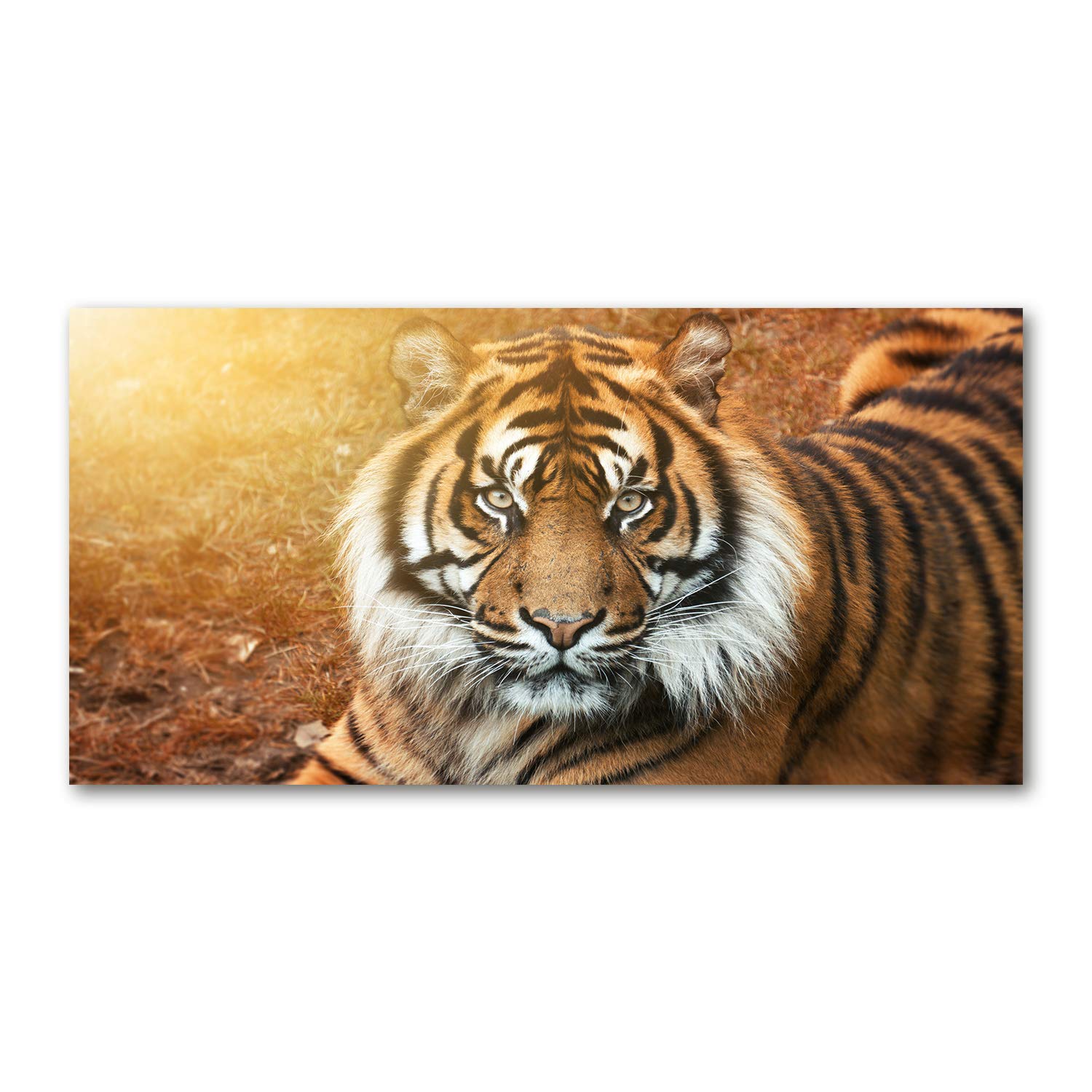 Image en verre acrylique tigre de Bengala marrón 120x60cm pour salon
