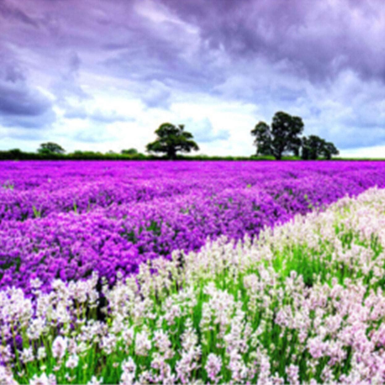 ShayeeDIY 5D Large Diamond Painting Lavender by Number Kits, Painting Cross Stitch Full Drill Round Rhinestone Embroidery Pictures Arts Craft for Home Wall Decor, Gift 30x30cm (C)