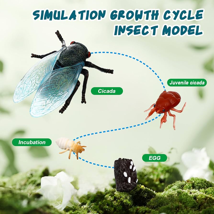 Amazon.co.jp: SUPVOX 1セット蝉の成長周期 フィギュア 模型
