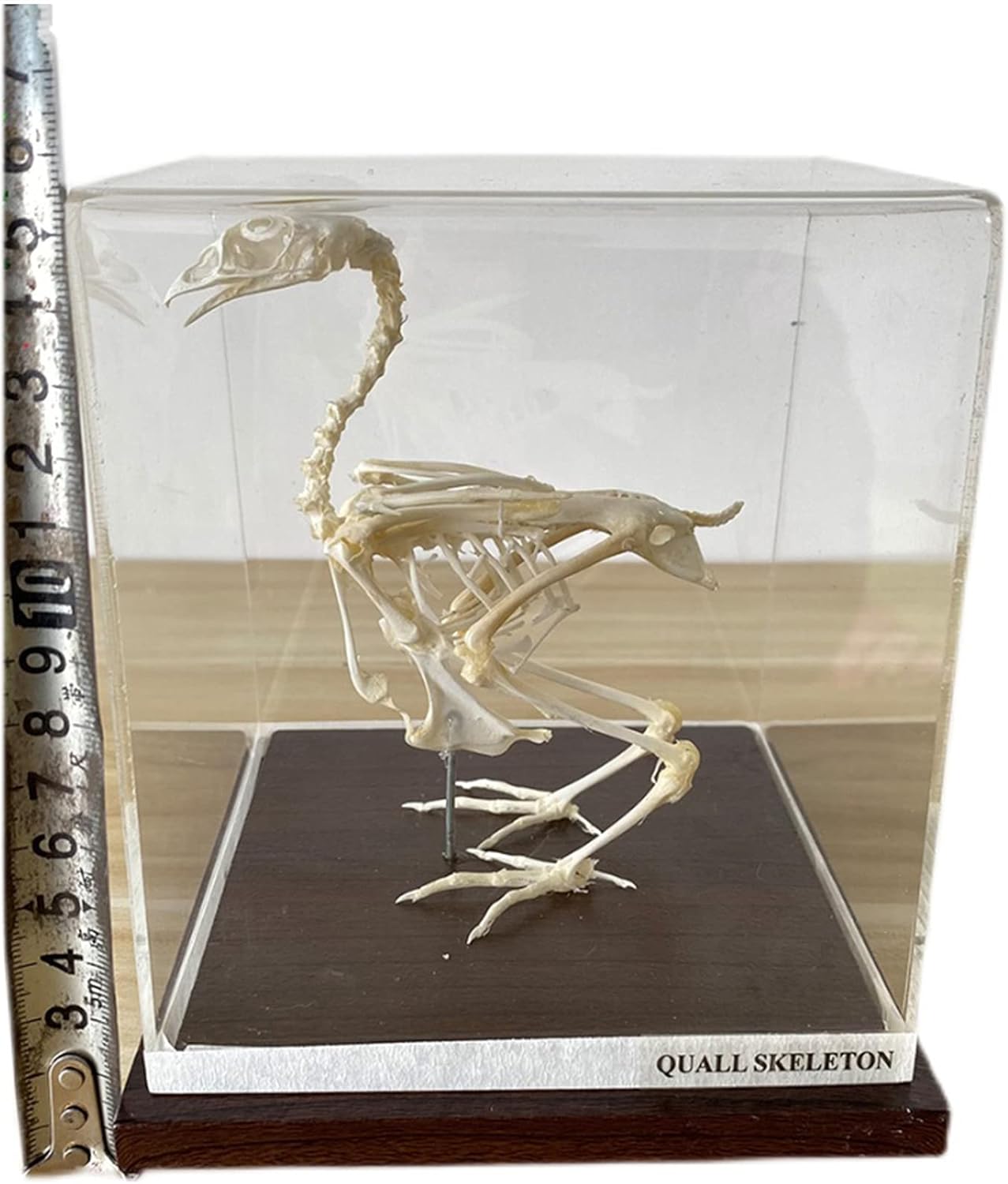 Quail Skeleton Embedded Specimen Model - Lifelike Bird Skeleton Nature Bone Model - Taxidermy Supplies Art Bone Vet Teaching Biological Model