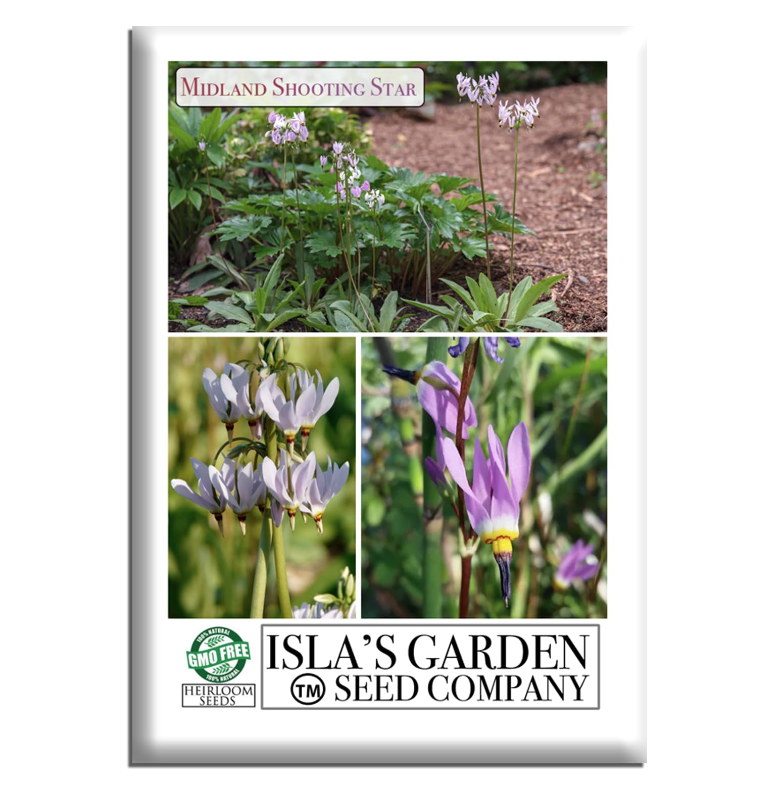 Amazon.com : Midland Shooting Star Flower Seeds for Planting, 500+ Flower  Seeds Per Packet, (Isla's Garden Seeds), Non GMO & Heirloom Seeds,  Scientific Name: Dodecatheon meadia, Great Home Garden Gift : Patio,