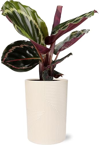 Green Circle Growers Calathea Medallion Planta en Rockefeller beige de 5 pulgadas, planta de interior viva, planta de interior en maceta
