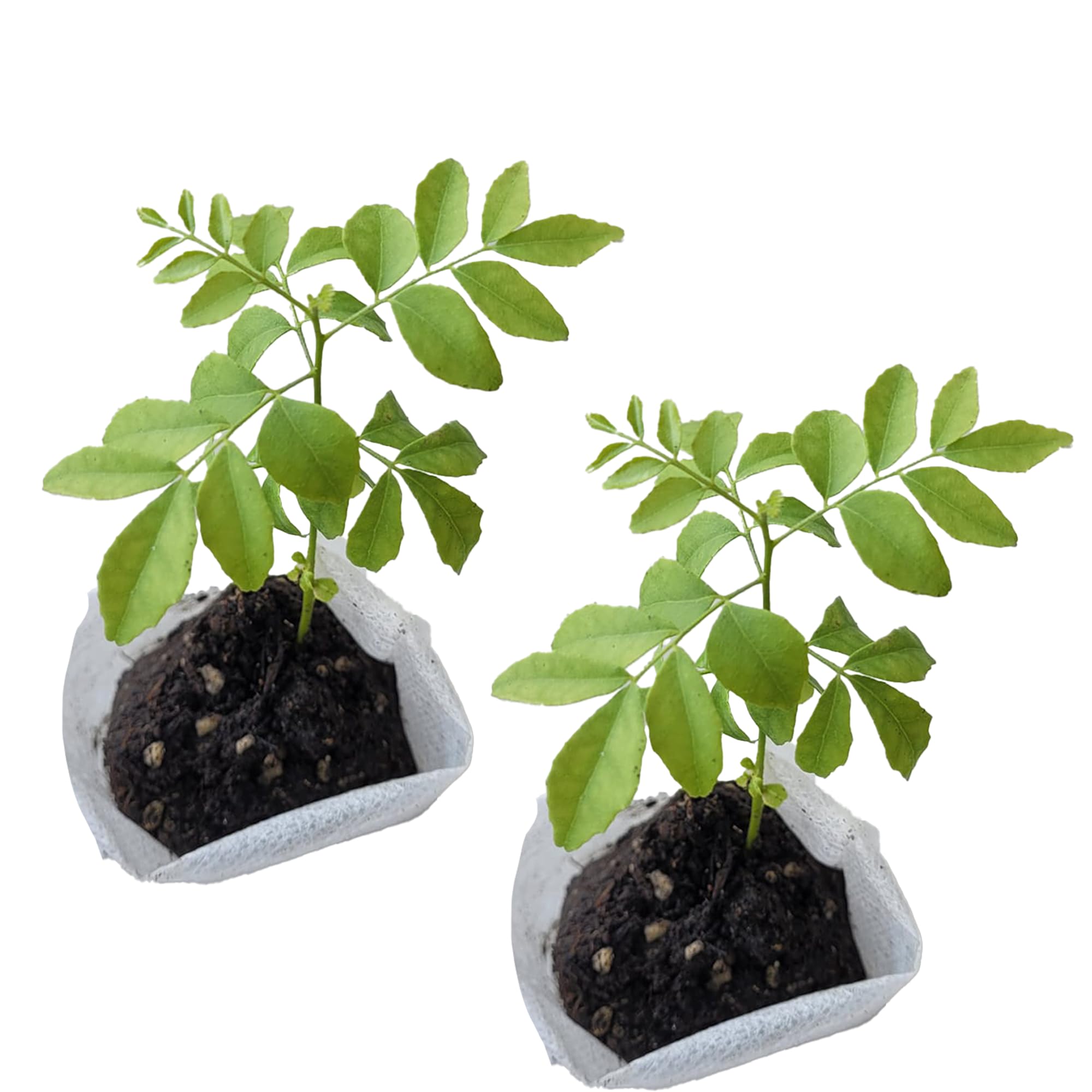 Curry Leaf Plant 2 Sacs