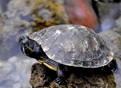 Miniatura 5 de Kimoe Gusanos de harina secos 100 naturales sin OMG alto contenido de proteínas para pájaros pollo patos