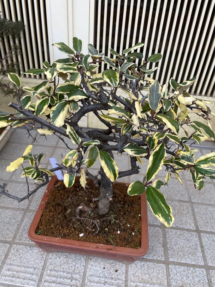 寒ぐみ [模様木] 中品盆栽