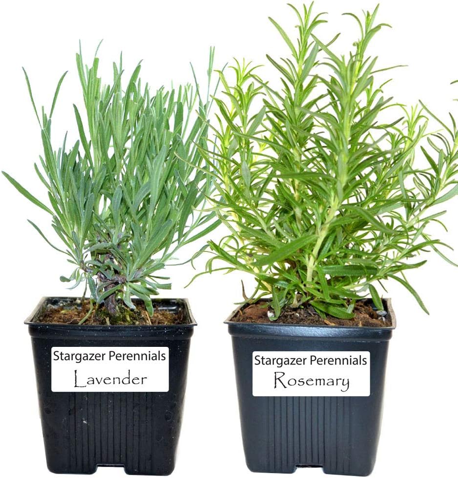 Live Rosemary and Lavender Plant - Set of 2 Hardy Herb Plants Non-GMO USA * Great Container Herbs * Shipped Potted Stargazer Perennials
