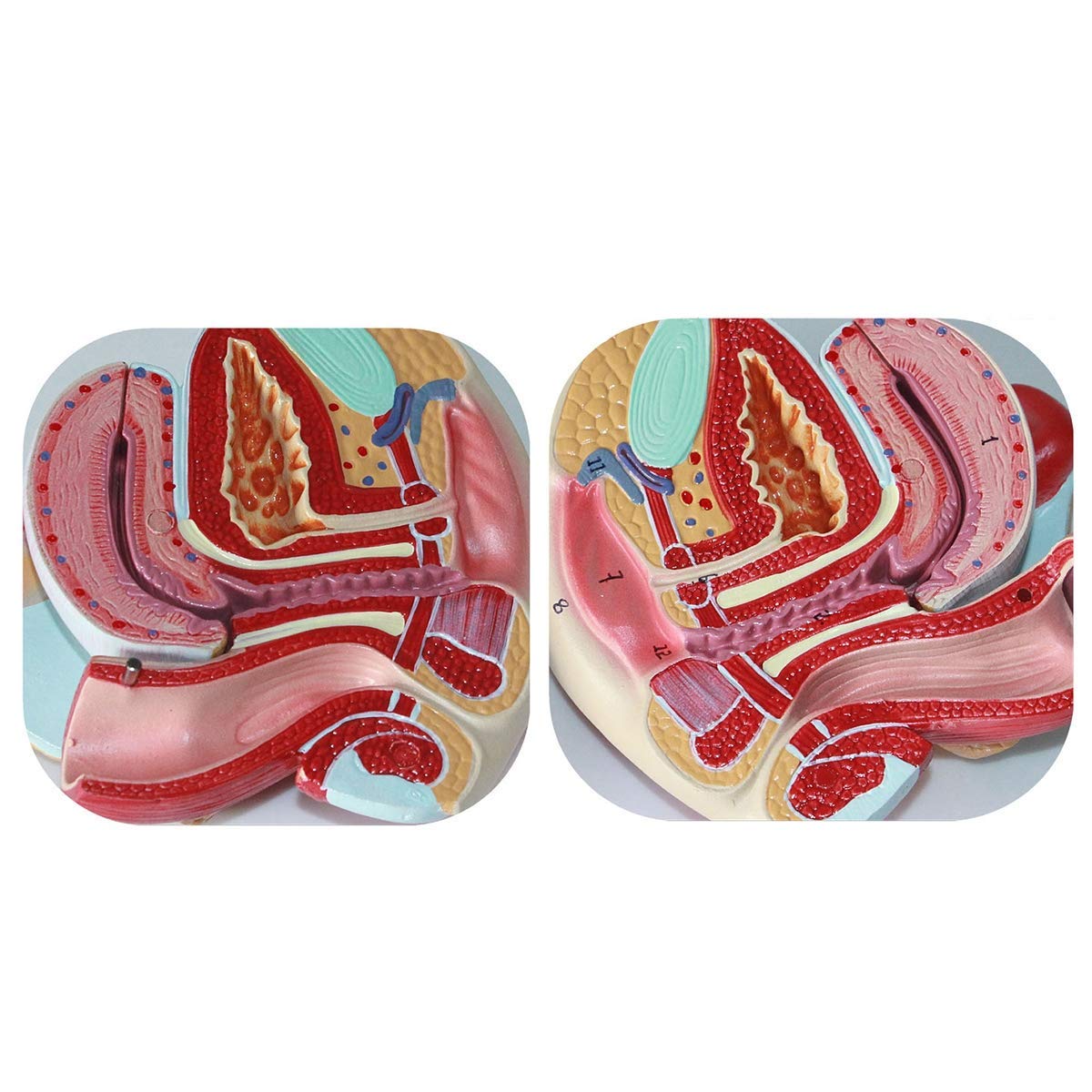 Model Żeński Układ Reprodukcyjny - Materiał PVC, Model Narządów Ludzkich, Model Anatomii - Do Celów Badań, Prezentacja, Lekcje, Model Medyczny