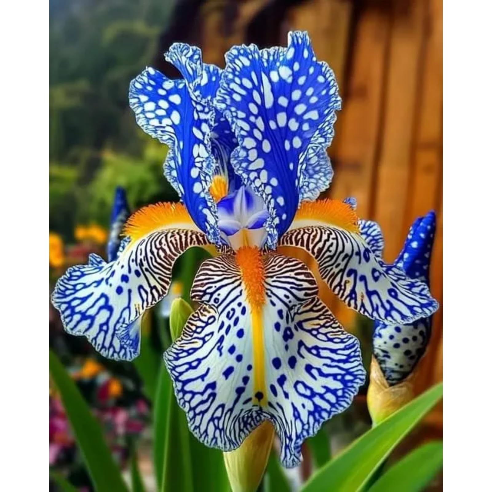 Iris Zwiebeln, Winterhart Iriszwiebeln Bringen Langanhaltende Farbe In Den Garten.-15 Stück-B