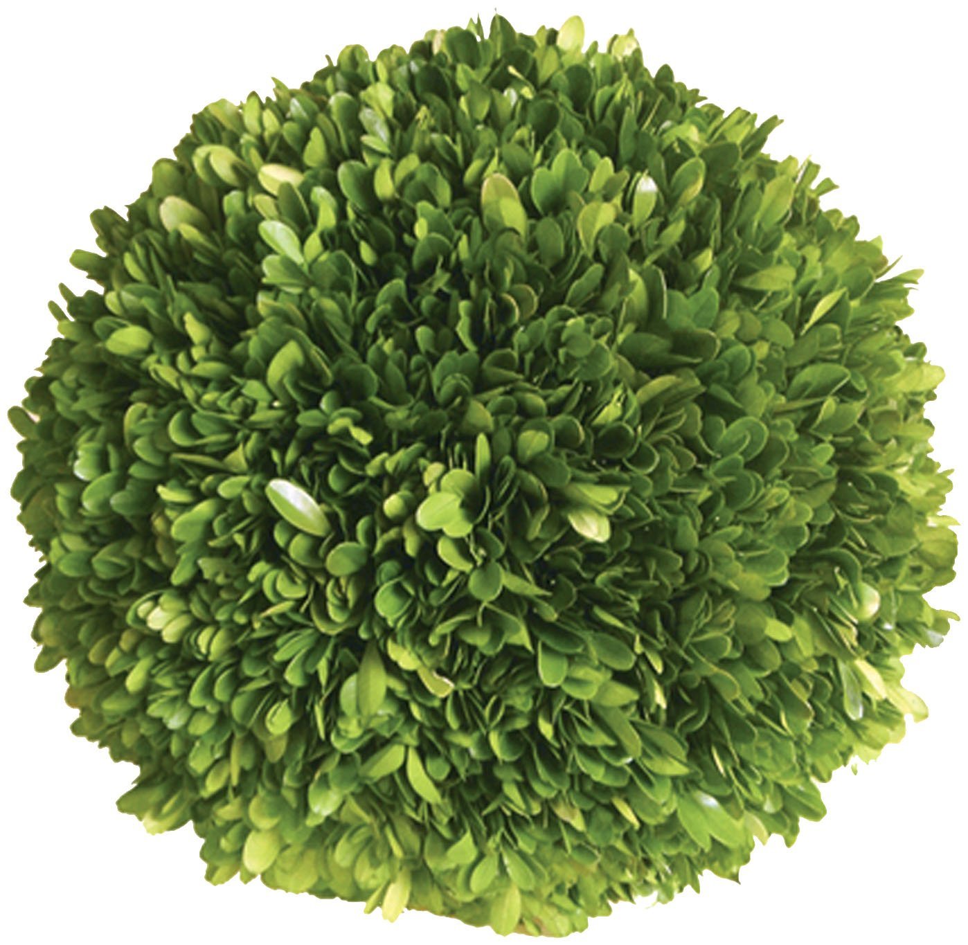 Mills FloralCompany Boxwood Ball 6"