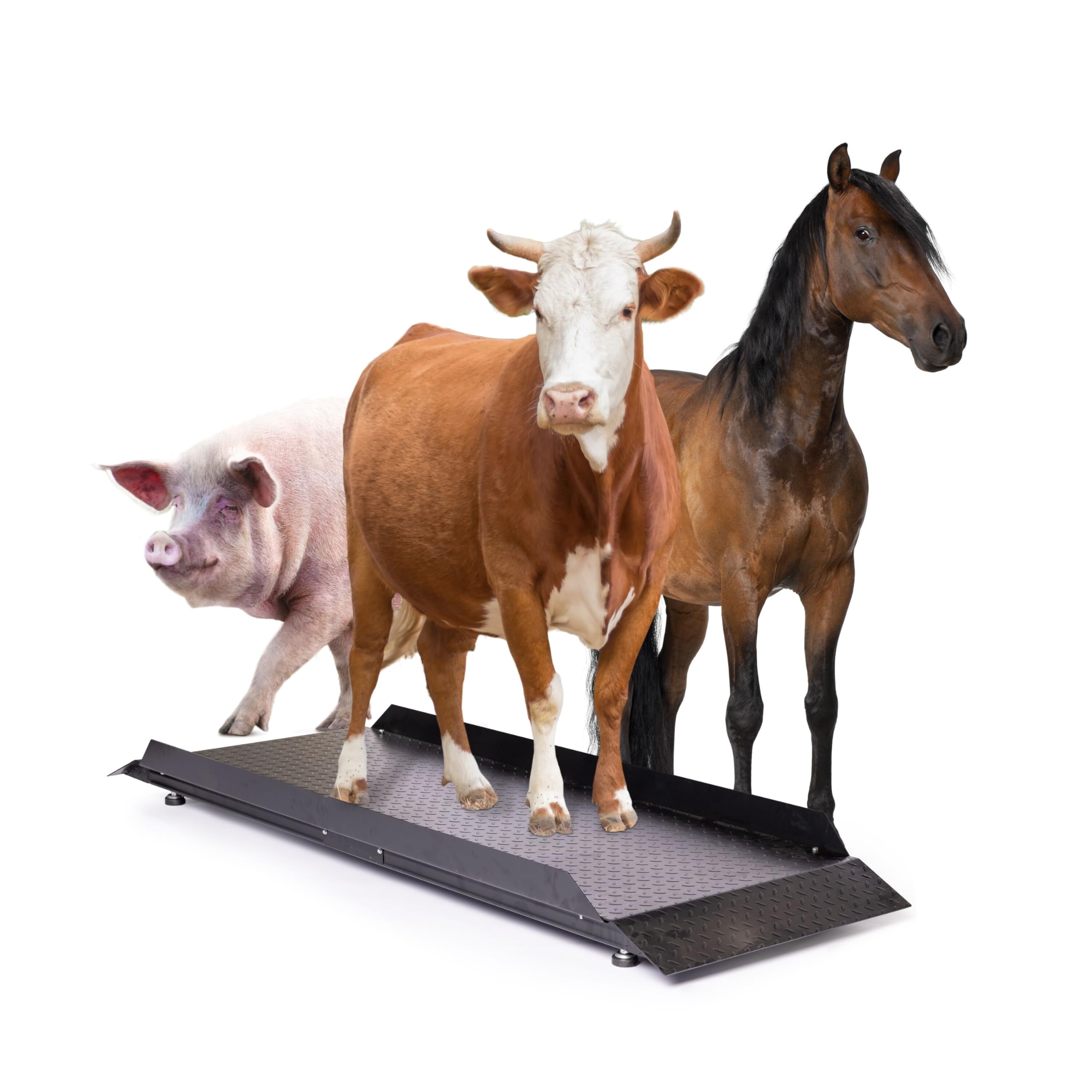 PEC Livestock Scale-Cattle Alleyway Scales with Two ramps, Animal Weighing Equipment with Indicator for Large-Sized Animals, 4000x0.5lbs lb/86x30 inch