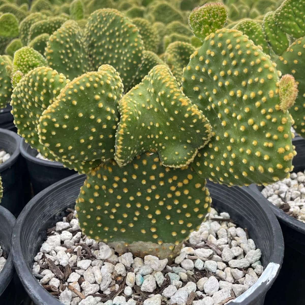 Cactus Outlet - Opuntia Microdasys ウチワサボテン植物 生きているサボテン植物 - ウチワサボテン植物 - ウチワサボテン植物 - ウチワサボテン植物 ライブ - ランドスケープレディサボテン植物 ライブ配信