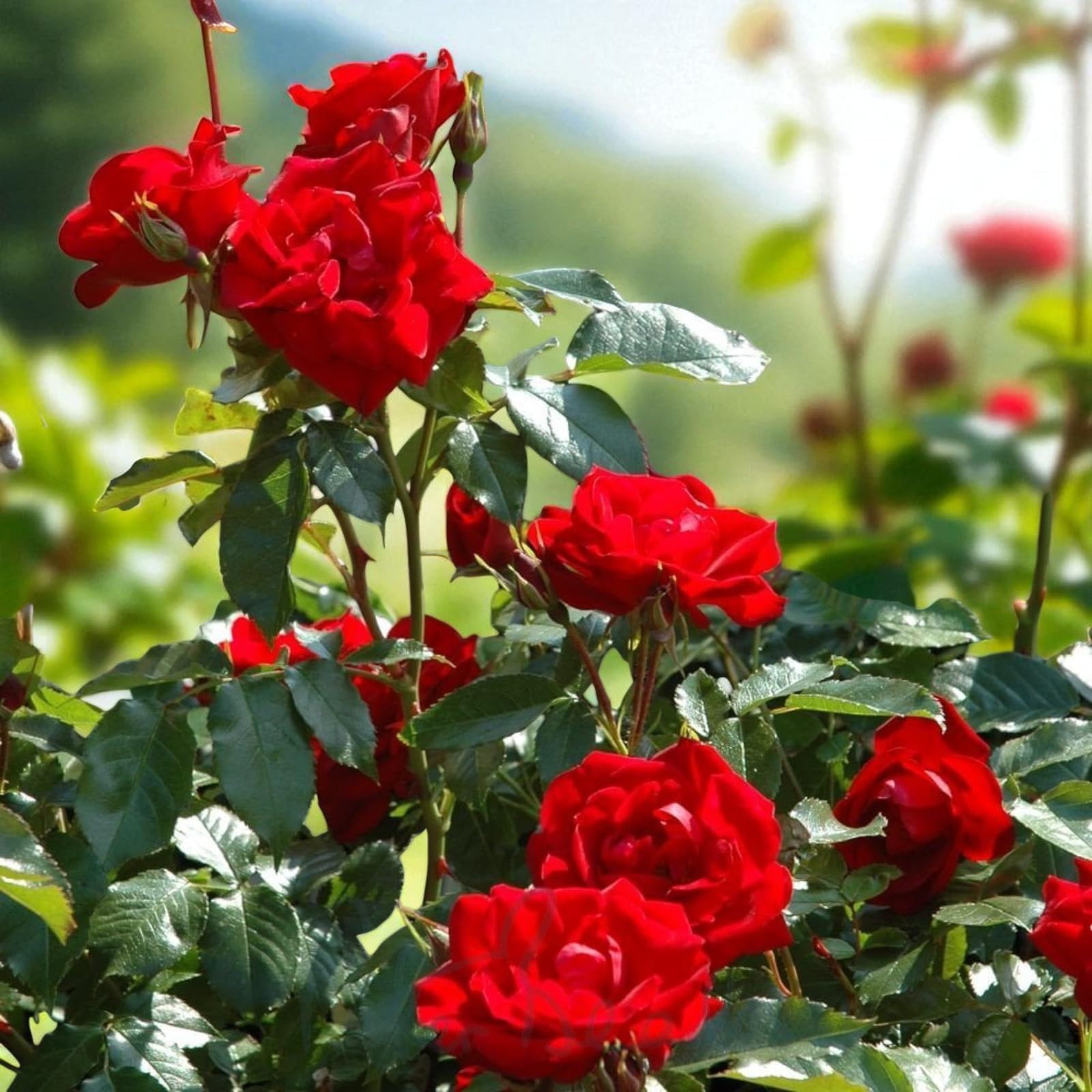 Carbeth Plants Ruby Wedding Rose Bush in 3L Pot - Deep Red 40th Wedding Anniversary Plant - Hardy Outdoor Rose for Garden Borders, Beds & Containers