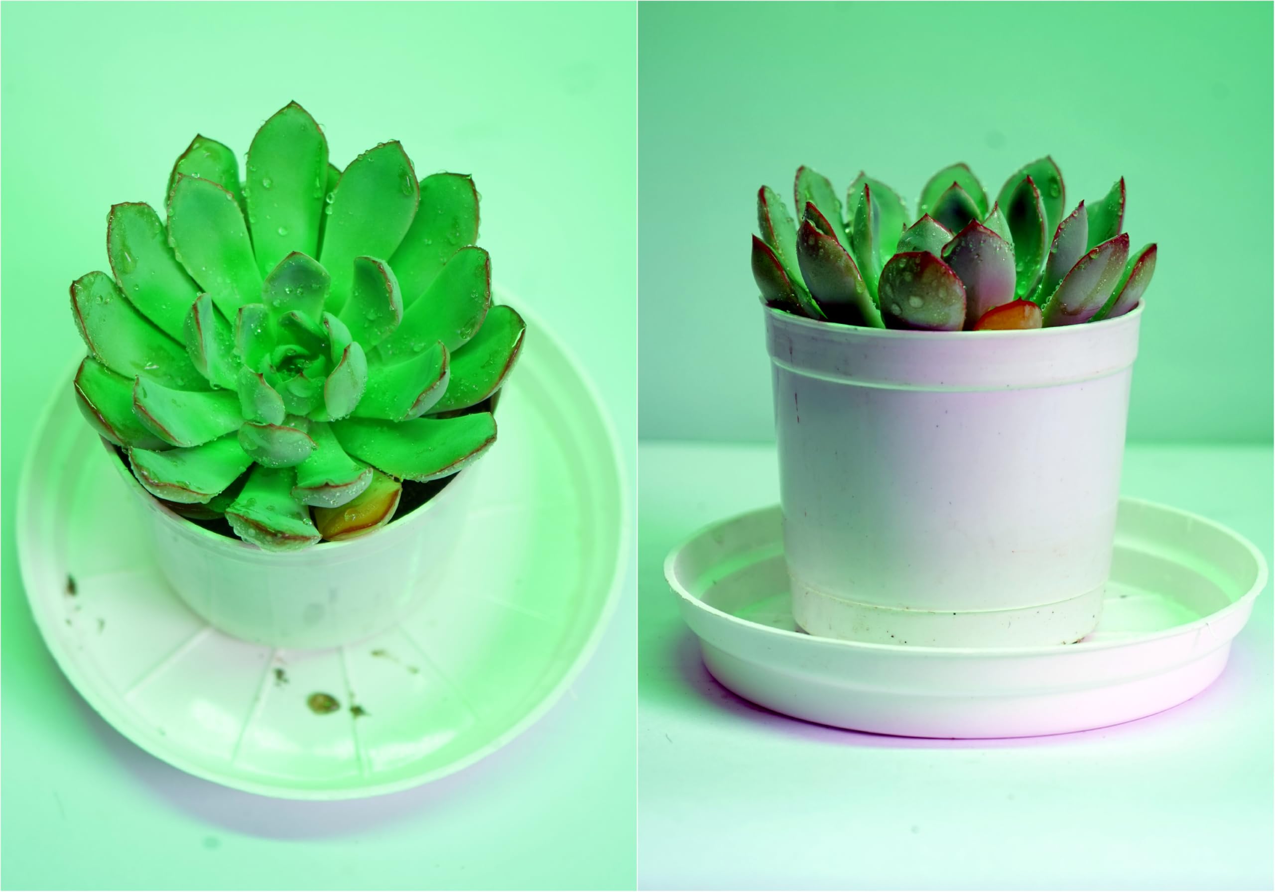 Sumit Greenery Pack of 2 Vishnu Kamal and Laxmi Kamal Succulent Plants with Pots Elegant Indoor and Outdoor Decoration (B0CMTFYLNV) Amazon Price History, Amazon Price Tracker