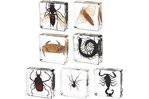 Stunning Collection of Real Taxidermied Dead Bugs