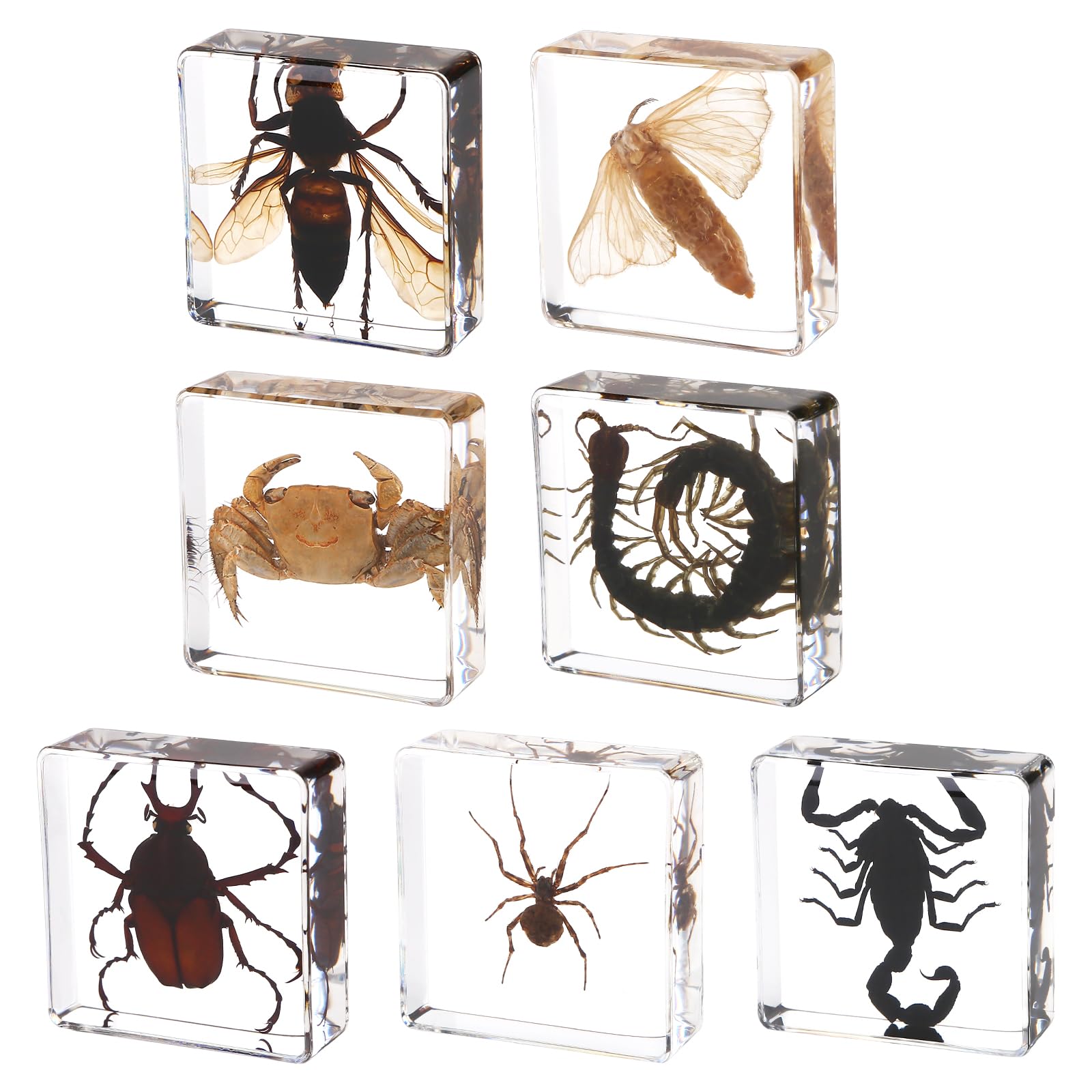 Hudirgo 7 Pcs Real Taxidermy Bugs - Insects in Resin for School Lab Entomology Dissection, Bugs in Resin Gifts for Specimen Collector, Family Or