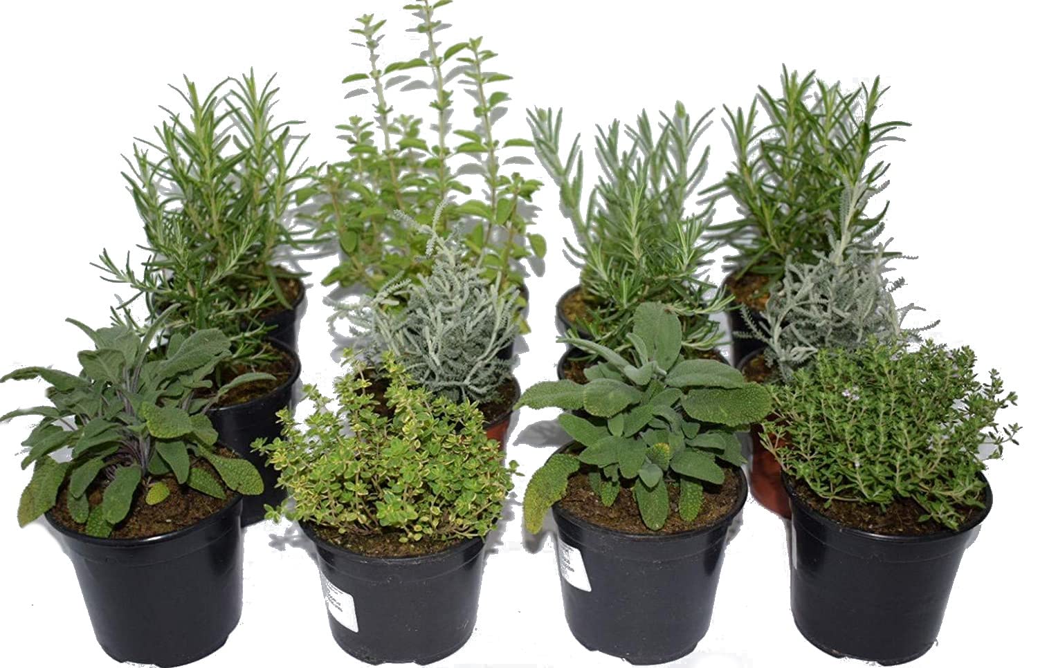 Plantas Aromáticas Naturales Surtido de 12 Plantas de Temporada Variadas Mix Hierbas Aromáticas