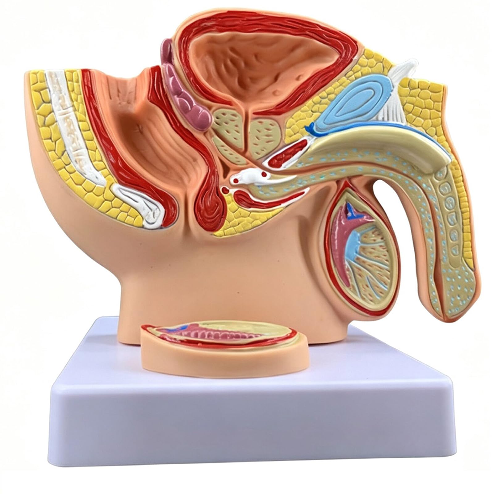 LKYLVEE Human Pelvis Reproductive Anatomy Model - Anatomical Pelvis Median Sagittal Section Model - for Study Teaching Display,E