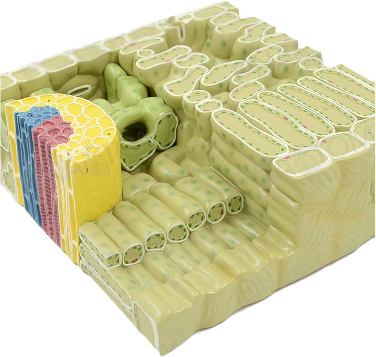 Plant Anatomy Model, 7X magnified Leaf Cell Cross-sectional Structure Model, Teaching Aids for Dicotyledonous Plant Structure, for Science Classroom Study Teaching Display.