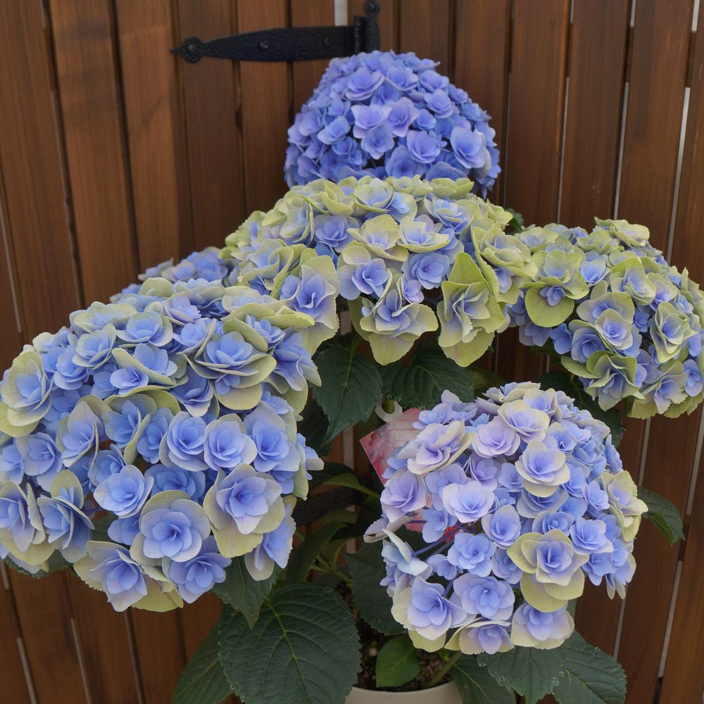 青色アジサイ 品種登録迅速化総合電子化システム