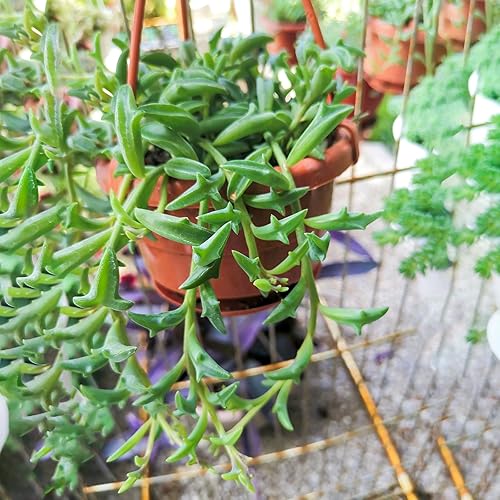 Miniatura 7 de Cadena de delfines con maceta de rayas blancas de 4 pulgadas, planta suculenta viva totalmente arraigada en macetas con tierra, planta de casa rara