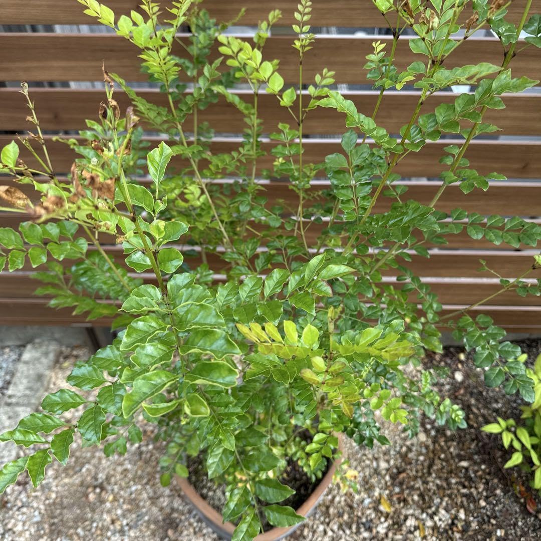 Amazon｜【シンボルツリー】 シマトネリコ 大型サイズ 庭木 観葉植物