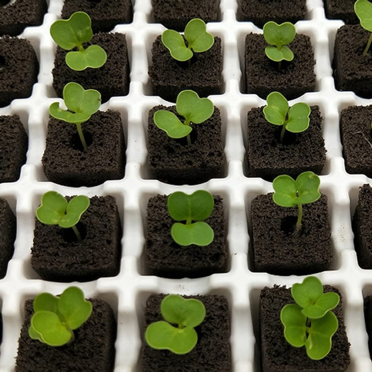 Mipcase 150pièces Bloc De Culture sans Sol pour Semis Nutriments Professionnels pour Jardins Et Balcons pour Hydroponie Et Cultures De Plantes