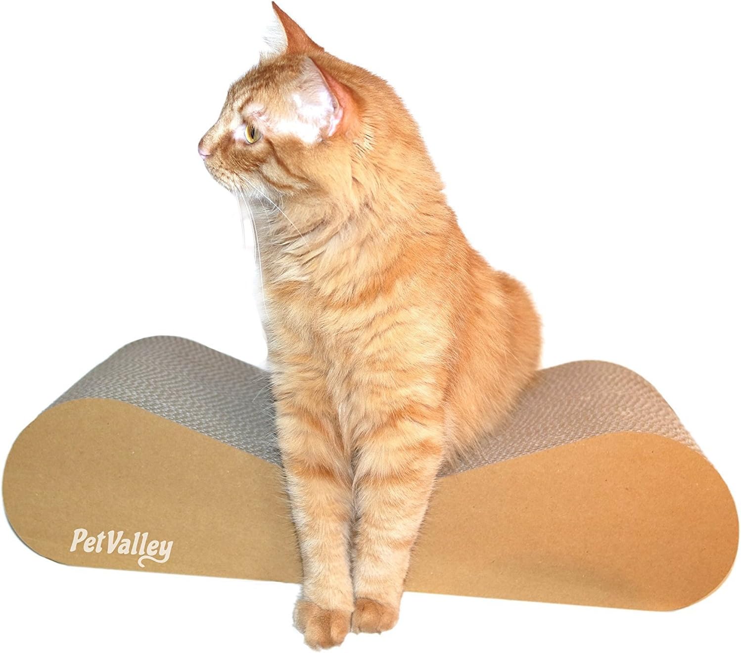 Aspirapolvere verticale per squali