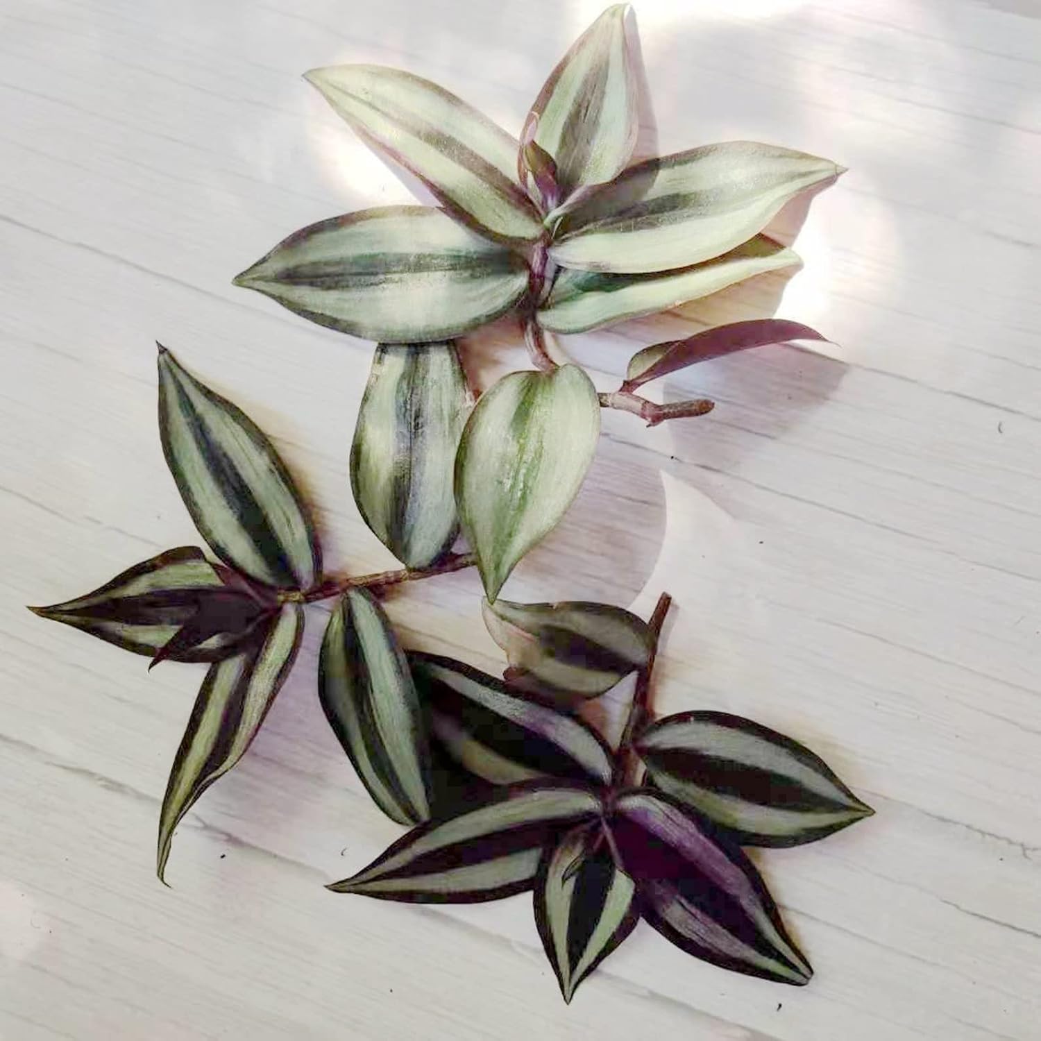 No Root Plant cuttings from USKC (15 Different Types Wandering Jew Leave cuttings #A)