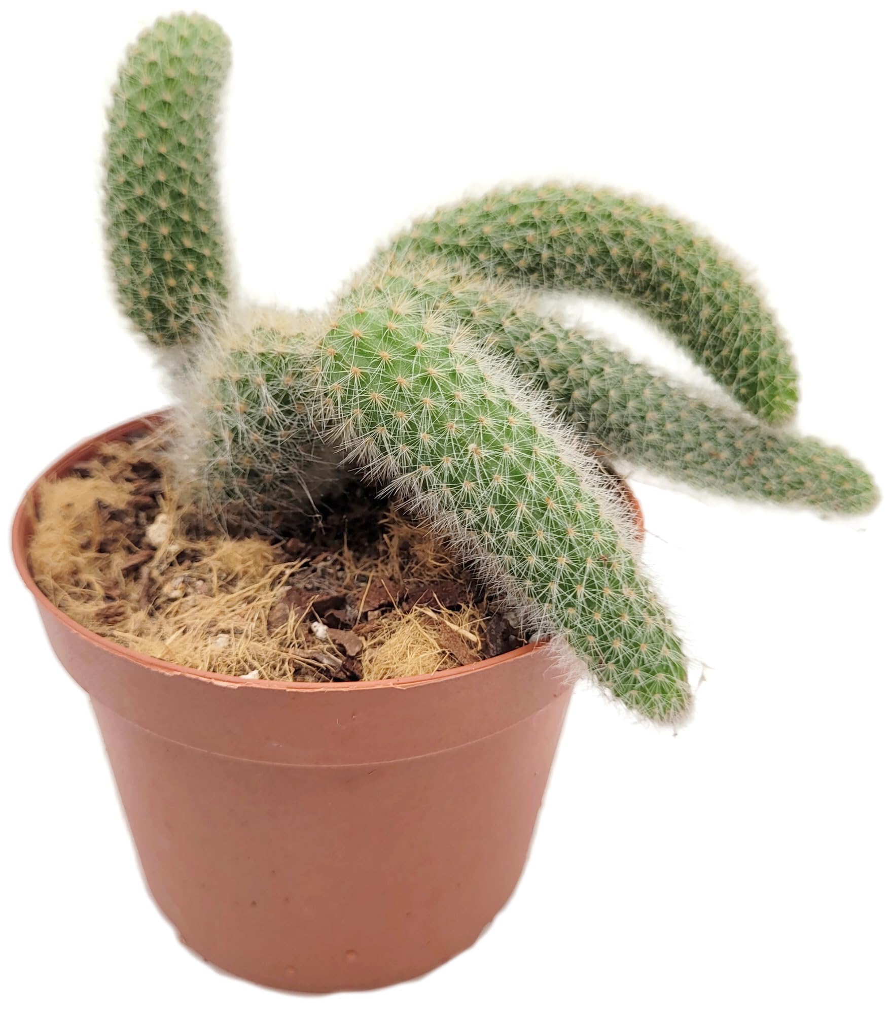 Hildewintera colademononis Gr. L - Affenschwanz-Kaktus im Ø 10,5 cm Topf - exotische Zimmerpflanze - seltene Sukkulente