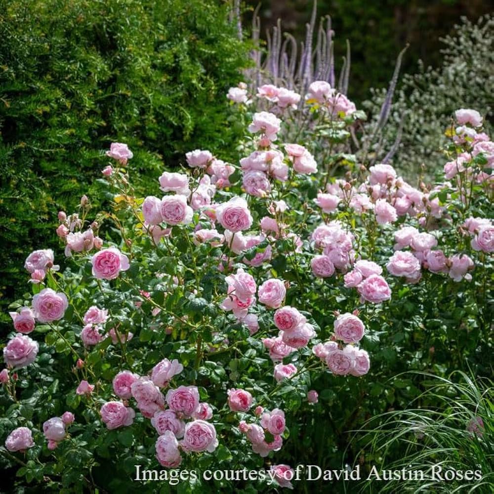 Amazon.co.jp: バラ苗 【セプタードアイル】 (大苗) シュラブ 半