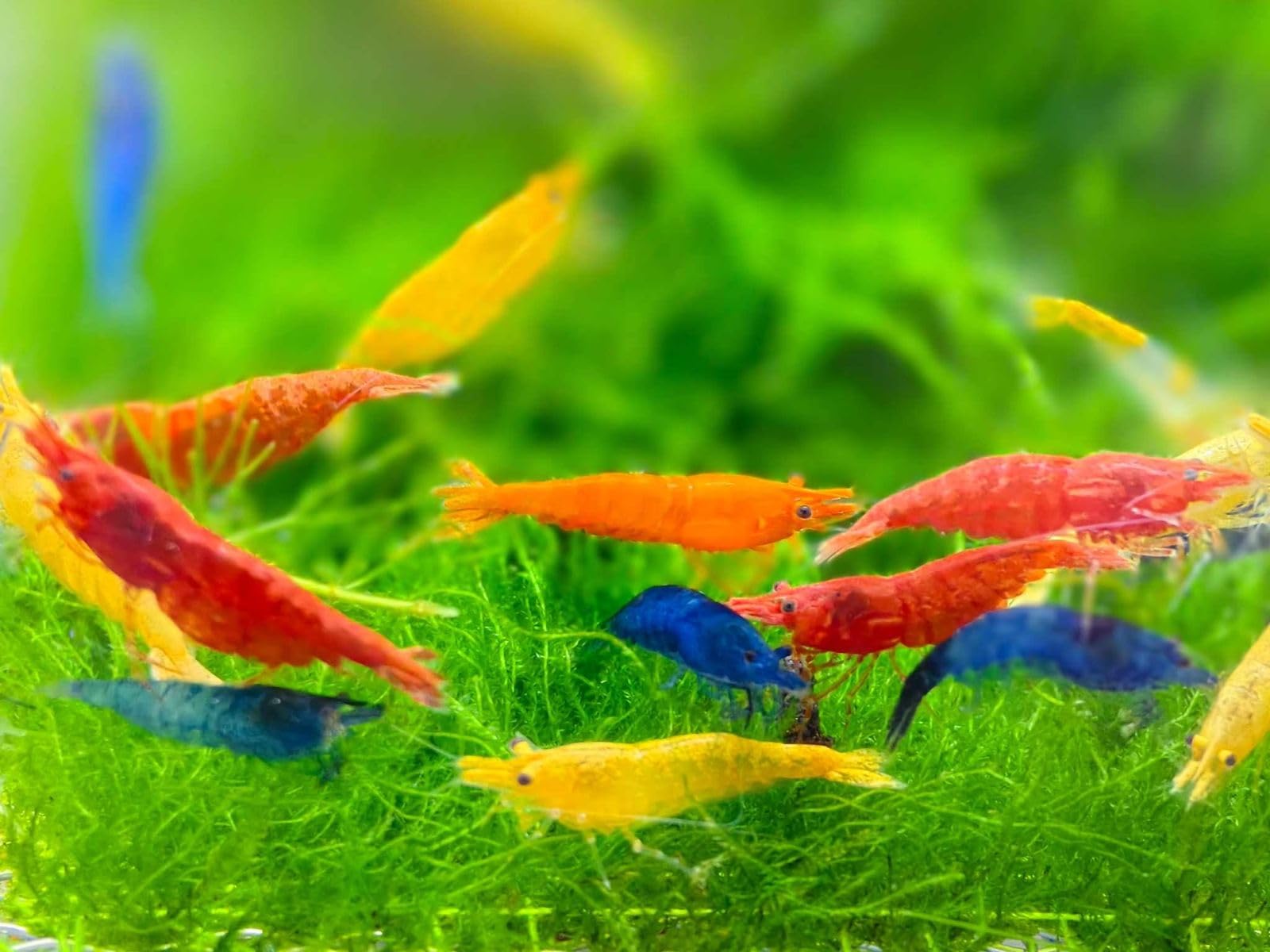 Seam Oasis Mix Neocaridina Shrimps for Freshwater Aquariums (Mix Neocaridina, Pack of 10)