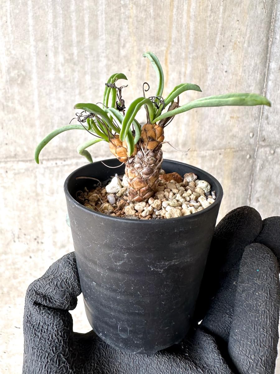 Amazon｜【現品限り】オトンナ・レピドカウリス【L12】 Othonna